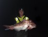 North mole pink snapper